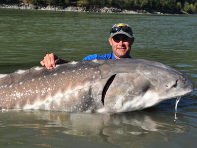 Canada salmon and sturgeon