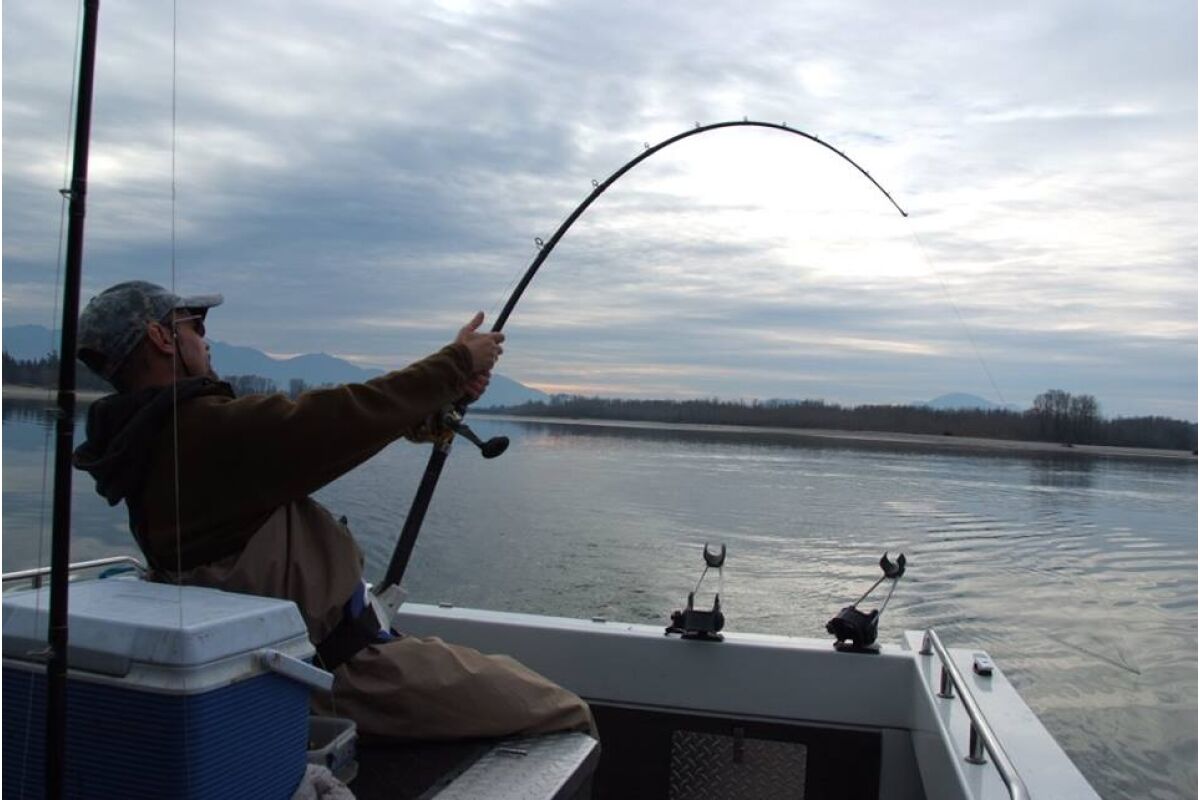 Canada salmon and sturgeon