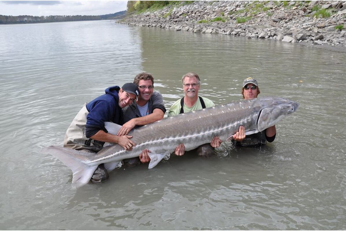 Canada salmon and sturgeon