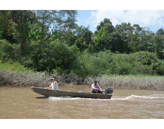 Amazon Surinam