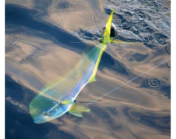 United Arab Emirates