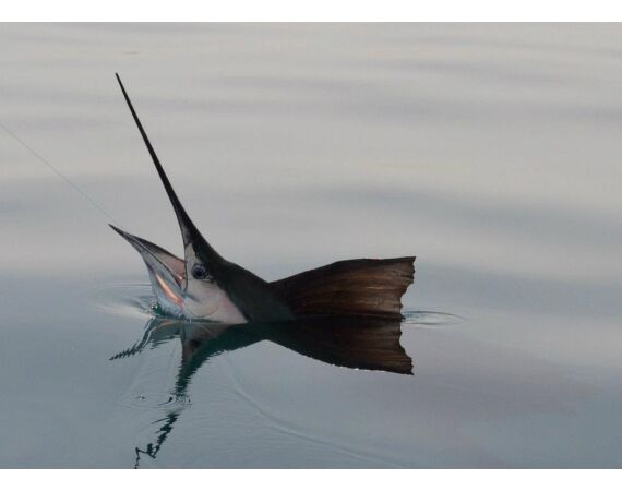 United Arab Emirates