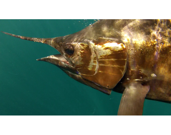 United Arab Emirates