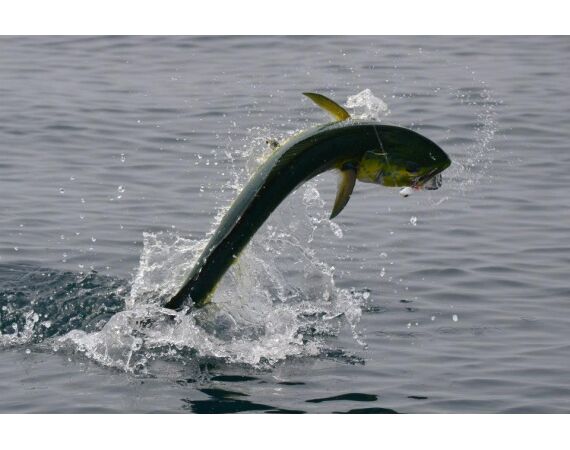 United Arab Emirates