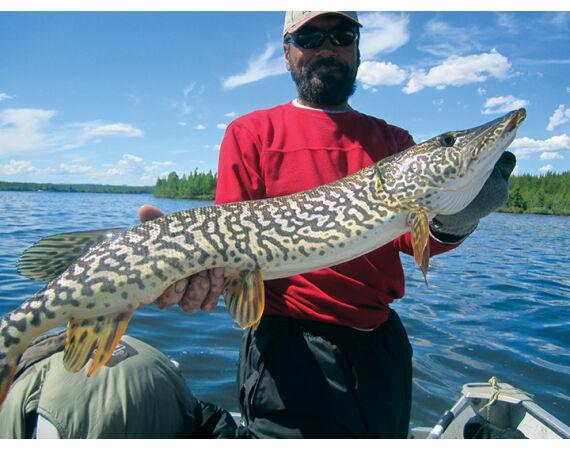 Canada pike