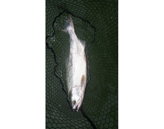 Canada salmon and sturgeon