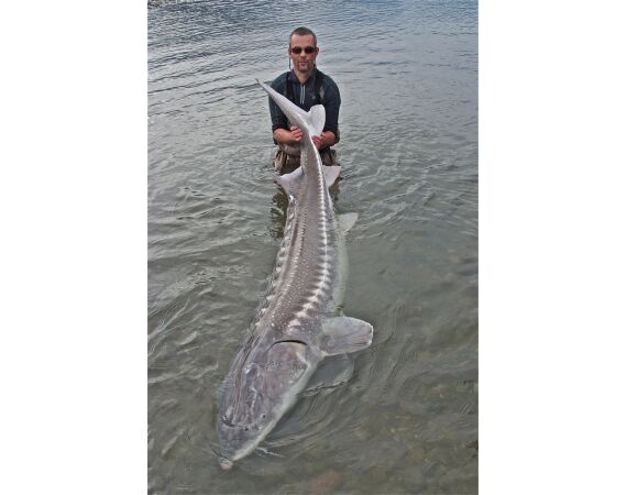 Canada salmon and sturgeon