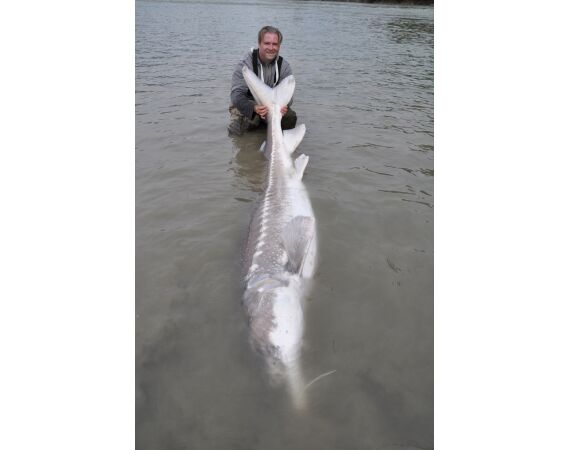 Canada salmon and sturgeon