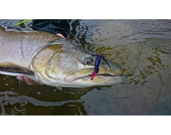 Canada salmon and sturgeon