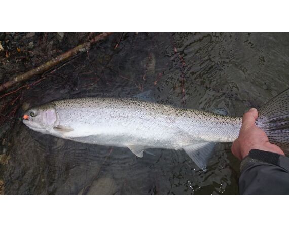 Canada salmon and sturgeon