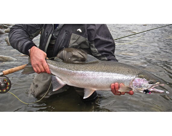 Canada salmon and sturgeon