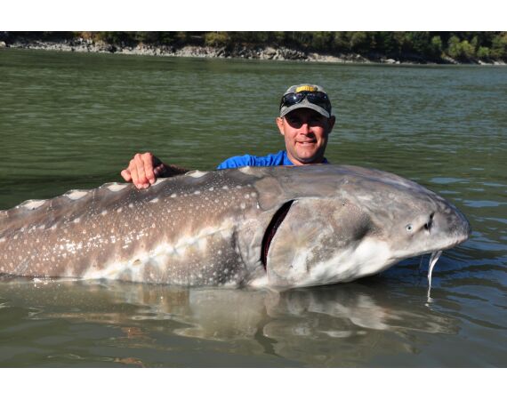 Canada salmon and sturgeon
