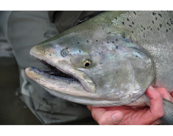 Canada salmon and sturgeon