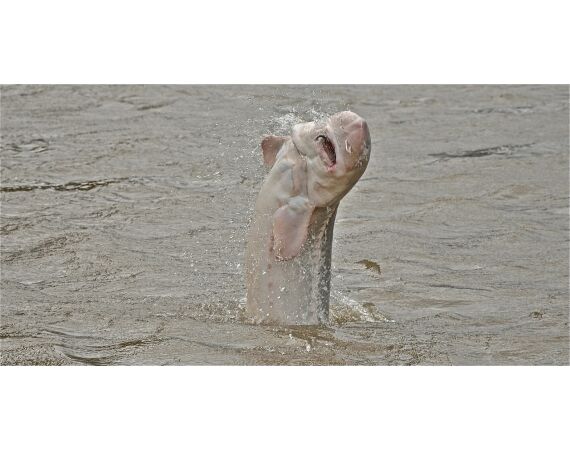 Canada salmon and sturgeon