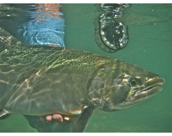 Canada salmon and sturgeon