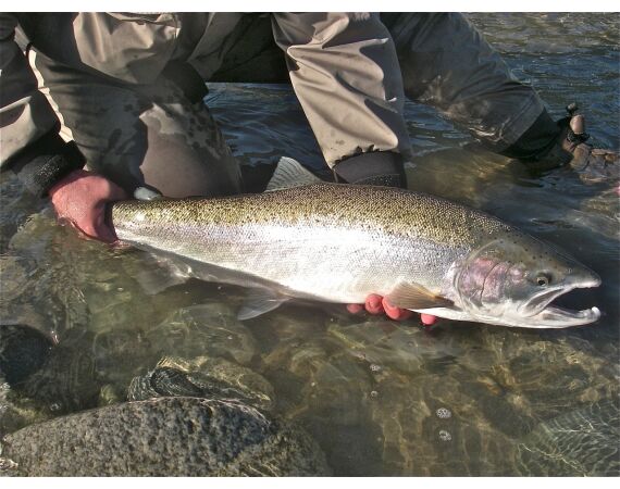 Canada salmon and sturgeon