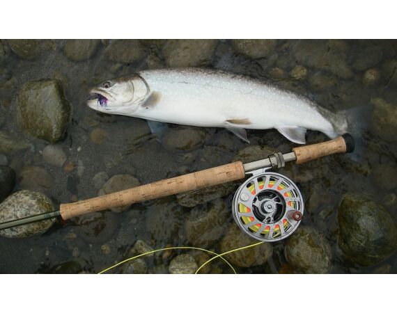 Canada salmon and sturgeon