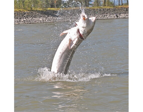 Canada salmon and sturgeon