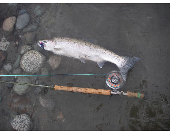 Canada salmon and sturgeon