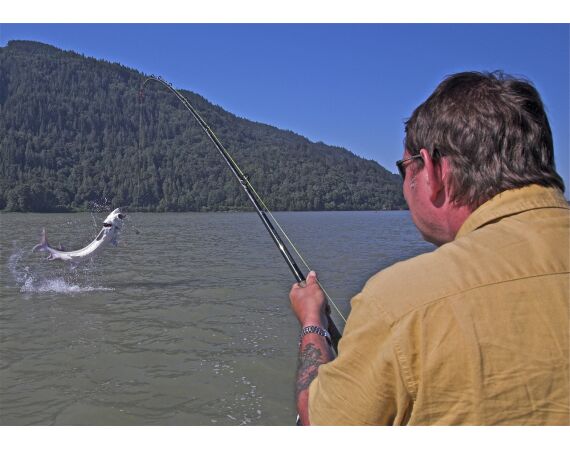 Canada salmon and sturgeon