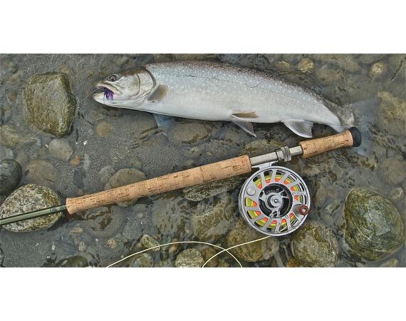 Canada salmon and sturgeon