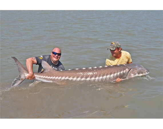 Canada salmon and sturgeon