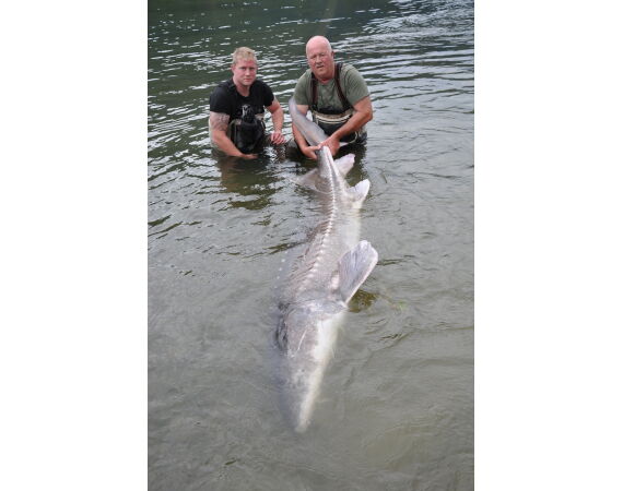 Canada salmon and sturgeon
