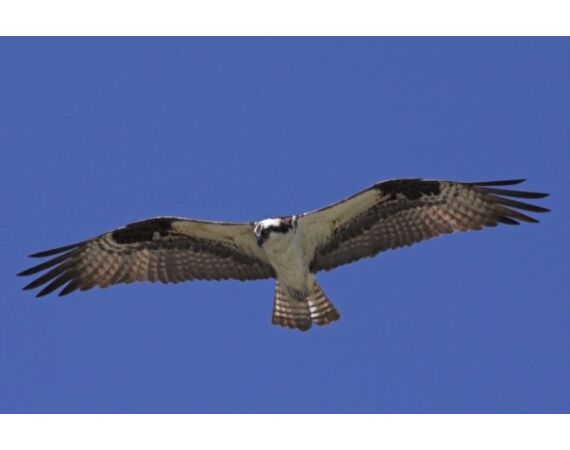 Canada salmon and sturgeon