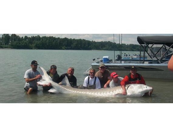 Canada salmon and sturgeon
