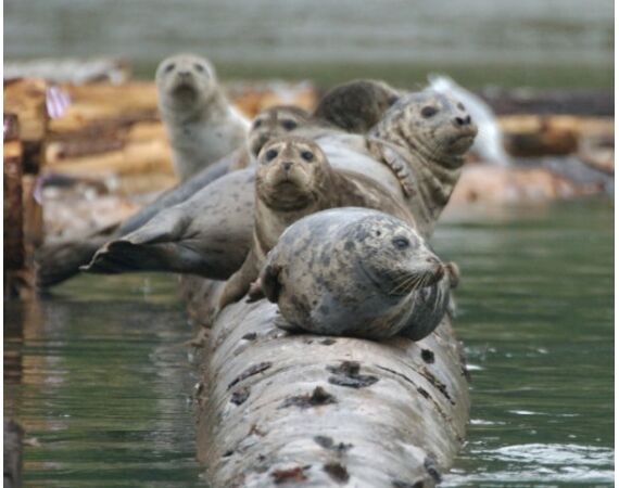 Canada salmon and sturgeon