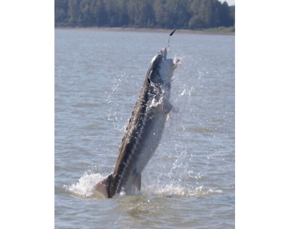 Canada salmon and sturgeon