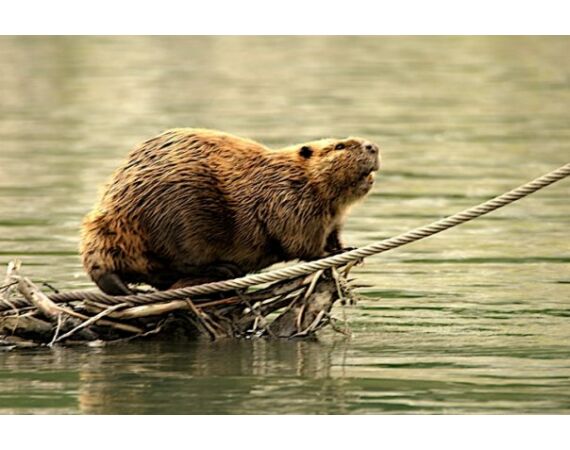 Canada salmon and sturgeon