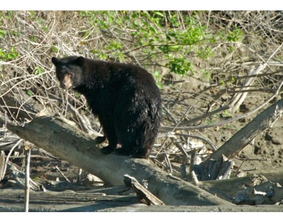 Canada salmon and sturgeon
