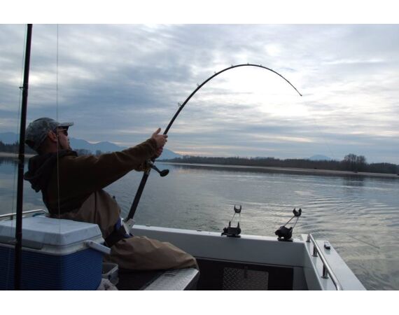 Canada salmon and sturgeon