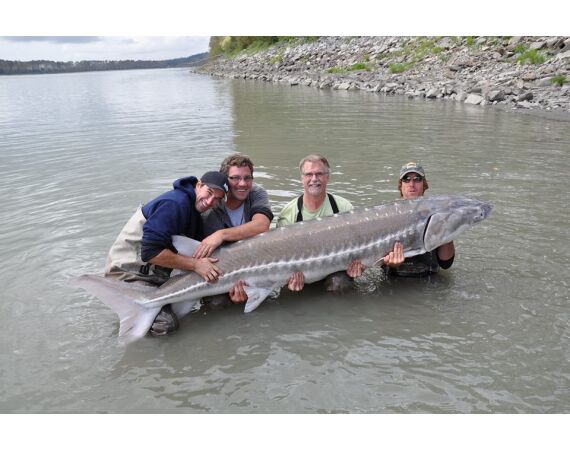 Canada salmon and sturgeon