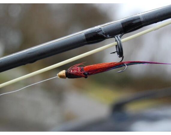 Drowes salmon Ireland