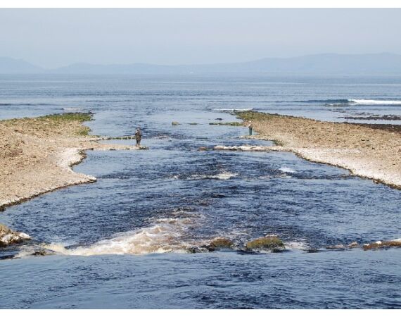 Drowes salmon Ireland
