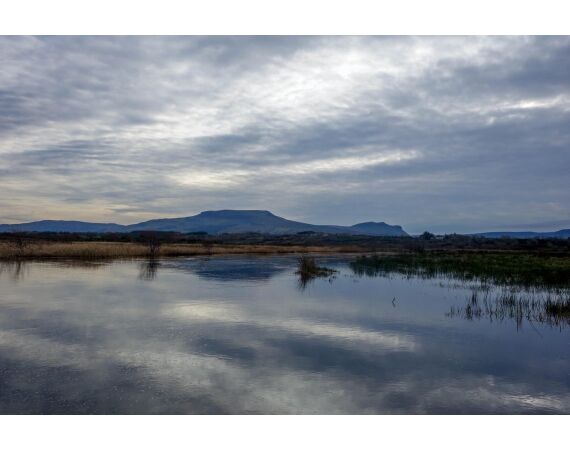 Drowes salmon Ireland