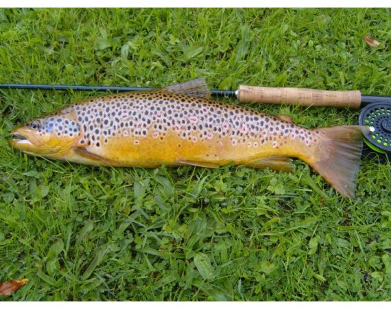 Drowes salmon Ireland