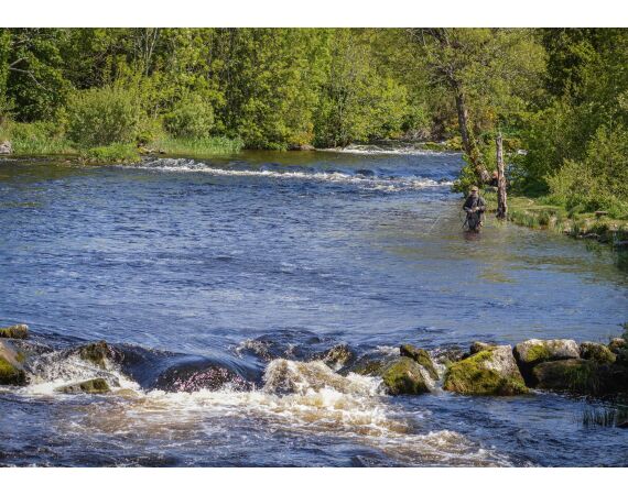 Drowes salmon Ireland