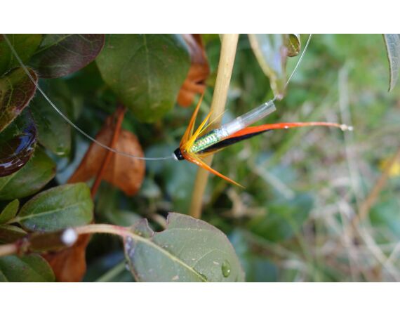 Drowes salmon Ireland