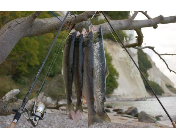 Moen, Denmark seatrout 