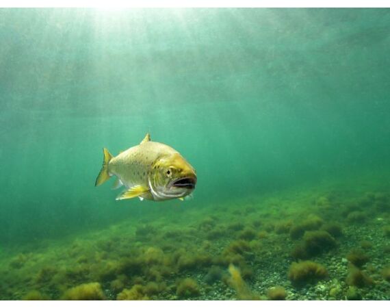 Moen, Denmark seatrout 