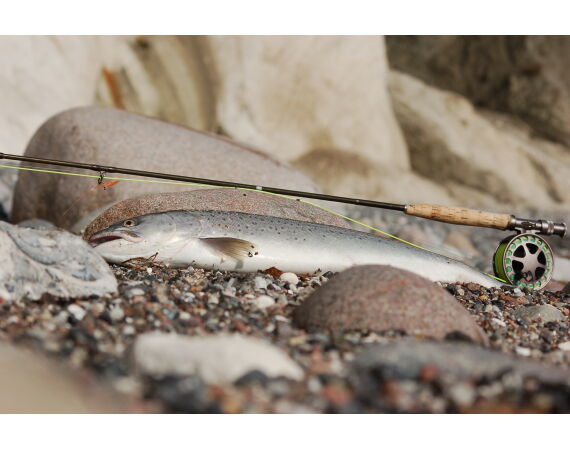 Moen, Denmark seatrout 