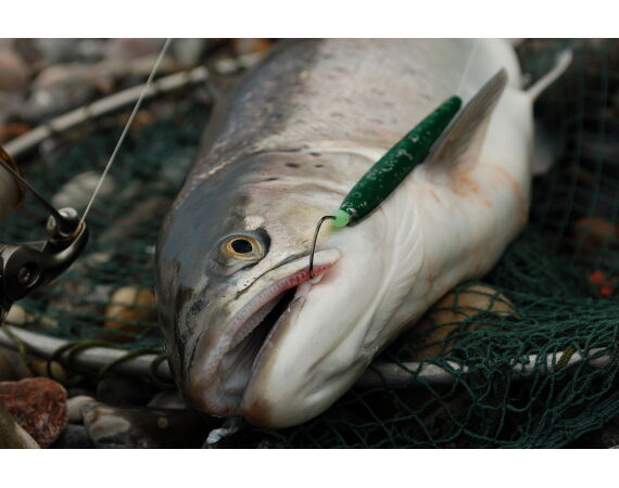 Moen, Denmark seatrout 