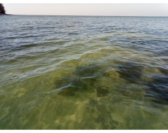 Moen, Denmark seatrout 