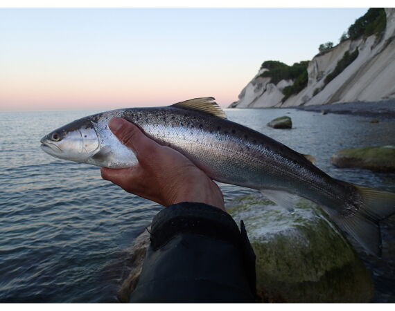Moen, Denmark seatrout 