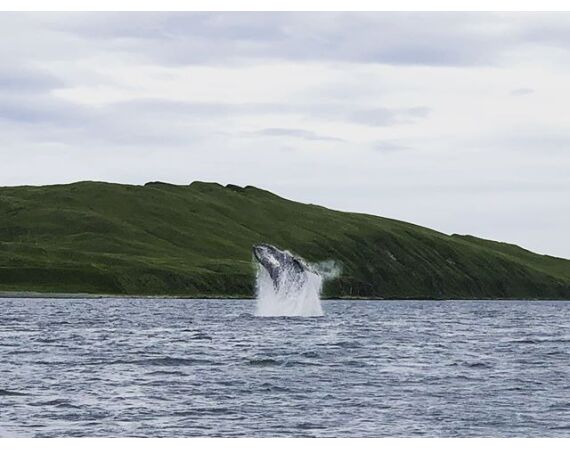 Bering Sea, salmon and halibut
