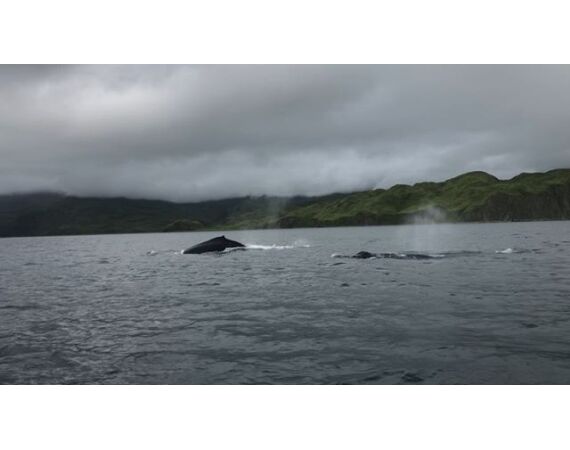 Bering Sea, salmon and halibut