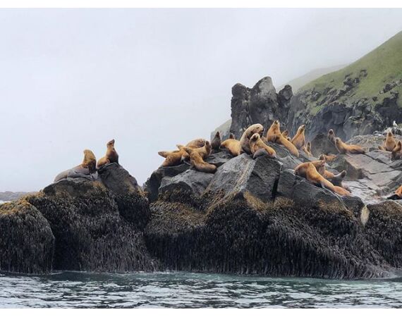 Bering Sea, salmon and halibut